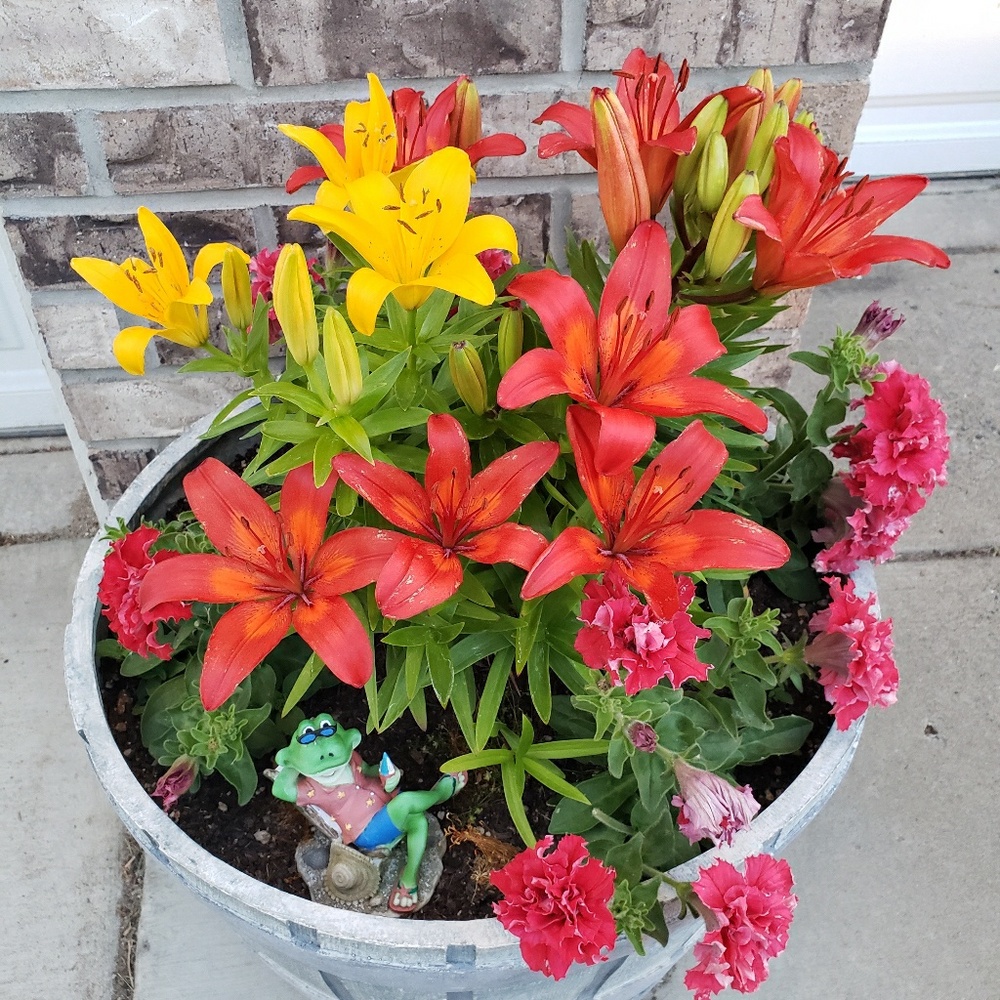 Meet your Posher, Norma